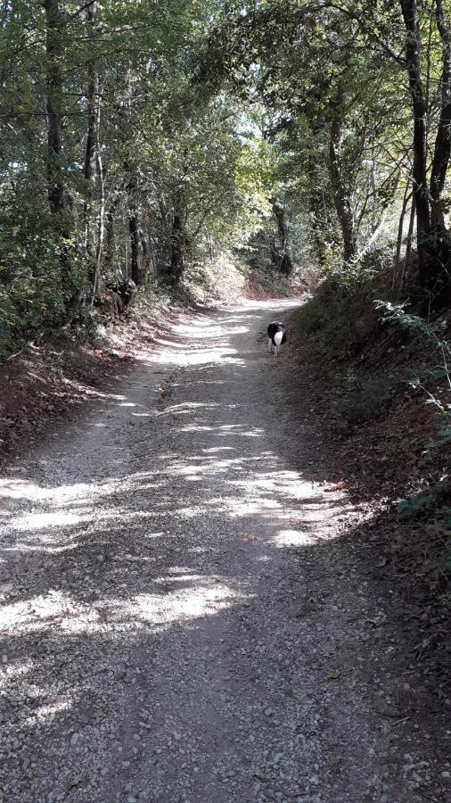 B&B Il Pizzagiallo Massa Martana Zewnętrze zdjęcie